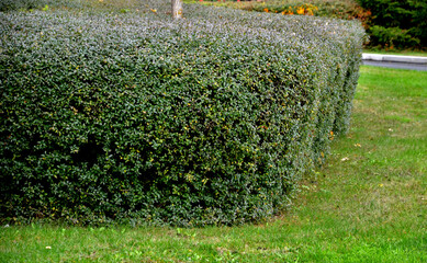 privet. creamy white fragrant flowers that are arranged in lats, Small black fruits are poisonous....