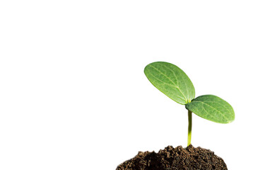 Green sprout growing out from soil isolated on white background. Growth and development concept