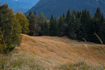un bosco ed i suoi colori annunciano l'imminente arrivo dell'autunno