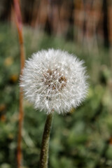 Close-up of a dandelion growing in a field.