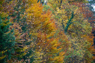 display of colorful trees with yellow, red and green leaves on a moody day in autumn surrounded by autumnal foliage in a mountain forrest. Mystical and romantic atmosphere in the woods.