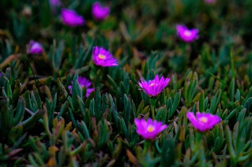Field of wild purple flowers