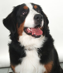 bernese mountain dog isolated on white background
