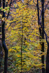 dark lonely tree with yellow leaves on a moody day in autumn surrounded by yellow fern and autumnal foliage in a mountain forrest. Mystical and romantic atmosphere in the woods.
