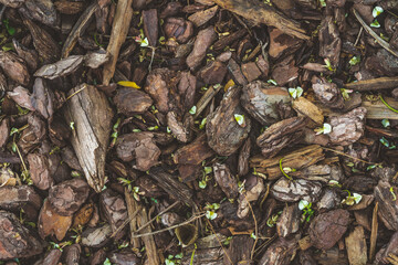 Background of a floor covered by natural pine bark mulch