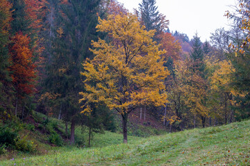 dark lonely tree with yellow leaves on a moody day in autumn surrounded by yellow fern and autumnal foliage in a mountain forrest. Mystical and romantic atmosphere in the woods.