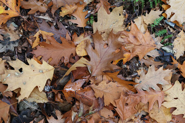 Fallen from a tree leaves in the forest in autumn