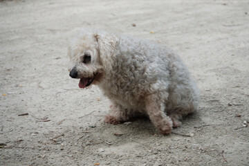 Petit chien race bichon .