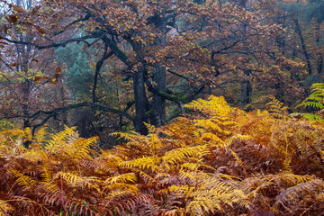dark lonely tree with yellow leaves on a moody day in autumn surrounded by yellow fern and autumnal foliage in a mountain forrest. Mystical and romantic atmosphere in the woods.