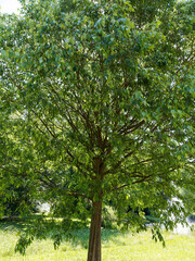 'Celtis australis' Südliche oder europäische Zürgelbaum, mittelgroßer Zierbaum mit grau und...