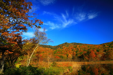 Fototapeta premium 紅葉の八幡平