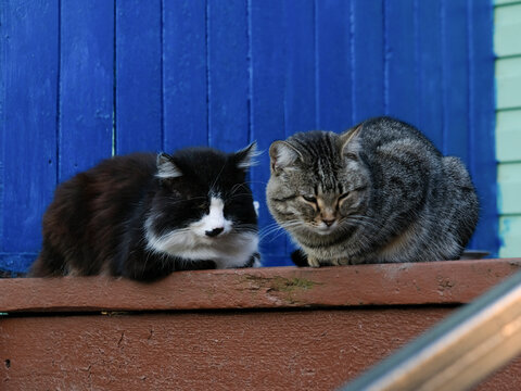 Two cats sleeping near the entrance to the village house