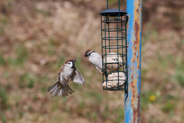 Feldsperlinge im Frühjahr an der Futterstelle