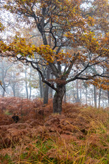 dark lonely tree with yellow leaves on a moody day in autumn surrounded by yellow fern and autumnal foliage in a mountain forrest. Mystical and romantic atmosphere in the woods.