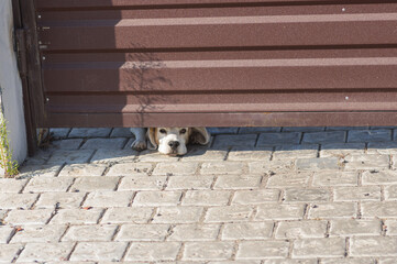 Young cute beagle dog looking out from gate chink being home alone and bored