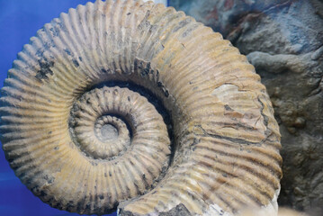 old fossil of spiral mollusk on seabed, close-up horizontal stock photo image background