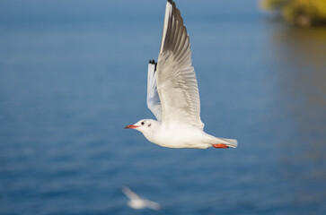 Fototapeta na wymiar Graceful gull in fly over Dnipro river in Ukraine