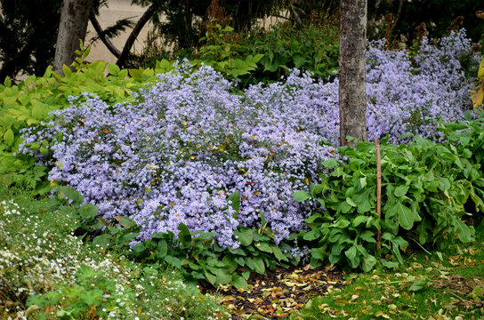 at the end of october, rich bunches of blue and purple aster flowers bloom in the parks along the scam and in the flowerbeds. the edges of the road and the protective rope fences sidewalk overgrown