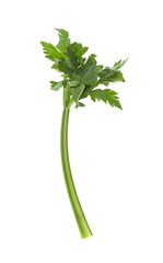 Fresh green celery stem with leaves isolated on white