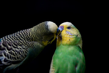 Colorful budgerigar kissing each other