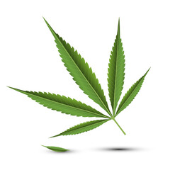 Cannabis - Marijuana Leaf Isolated on White Background - Vector