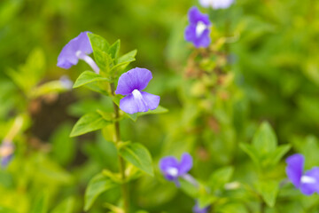 Blue Hawaii, Brazilian Snapdragon or Amazon Blue plant in garden.