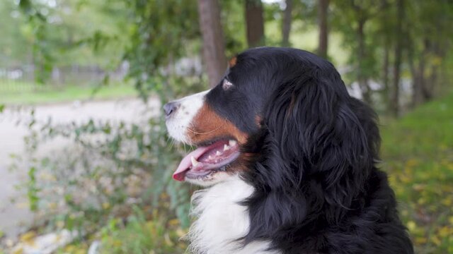 Portrait of a Bernese Mountain Dog. The dog is sitting calmly.