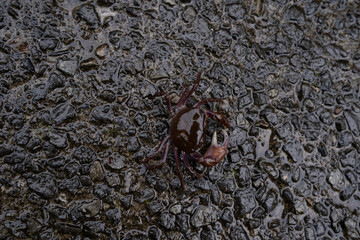 crab