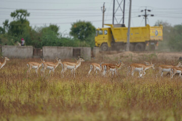 Indian Blackbuck or Indian Antelope's one of the last refuge near Thol Bird Sanctuary, Ahmedabad, India and facing Habitat loss due to expansion of urbanisation.