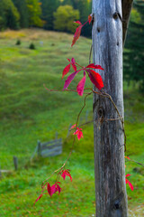 Triglav National Park, Trenta Valley, Julian Alps, Municipality of Bovec, Slovenia, Europe