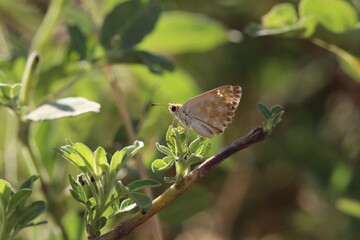 Wonderful colorful butterflies on the plants in the nature environment at noon
