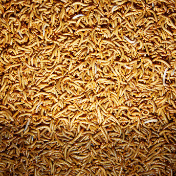 Mehlk&auml;ferlarven