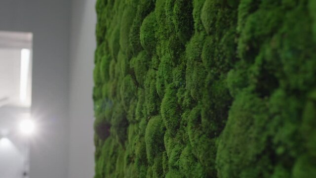 Plants on a wall 4k PRORES Footage