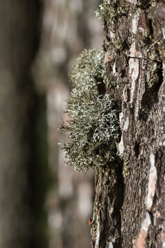Detail of umbilicate lichens , evernia in pine trunk