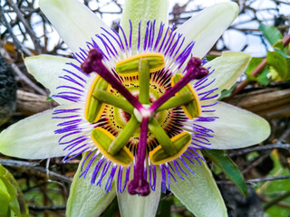 Passion flower detail (Passiflora caerulea)