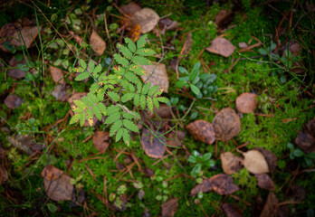 Autumn forest with fallen leaves and a fern plant 