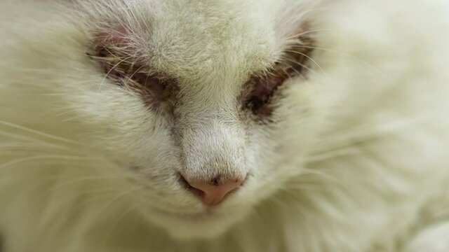 white sick cat without eyes. injured animal