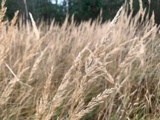 Fototapeta premium ear field sedge grass feather grass forest forest plants edge of a pine forest Murom forest Vladimir region Russia travel walk
