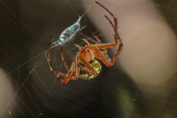 colorful spider flying in the air