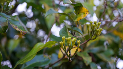 Close up of a fruiting clove tree