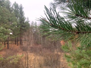 forest pine trees autumn walk field meadow pine forest embankment sand horizon line perspective...