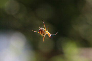 colorful spider flying in the air