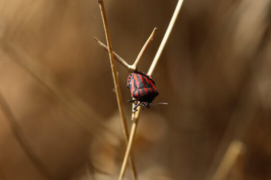 Rhynocoris iracundus beetle on green leaf
