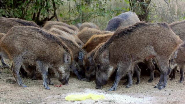 Indian Wild boars eating in the forest of Ranthambore National Park, Rajasthan, India