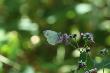 Wonderful colorful butterflies on the plants in the nature environment at noon
