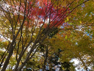 Autumn leaves in Karuizawa town, Nagano Prefecture, Japan.