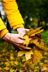 Yellow autumn leaves in woman's hands. Woman holds leaves in hand. Happiness concept. Autumn season.Selective focus