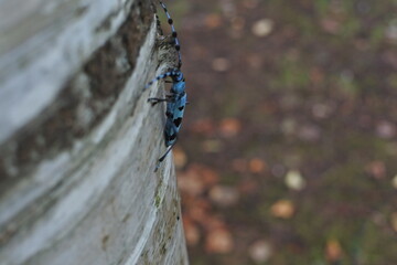 ルリボシカミキリ Blue Longhorn Beetle with Black Spots