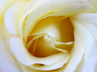 Gelbe Rose Blüte Detail Nahaufnahme von oben