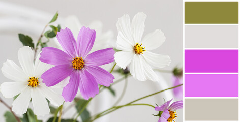 Color matching palette of colorful bouquet cosmos flowers, natural background